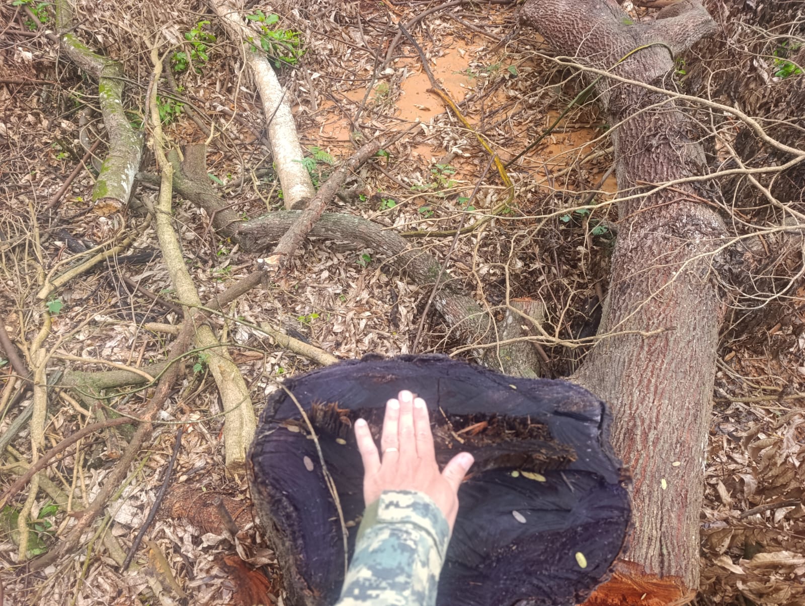 Denúncia de desmatamento e envenenamento de árvores feita ao Linha Verde, leva polícia ao município de Natividade